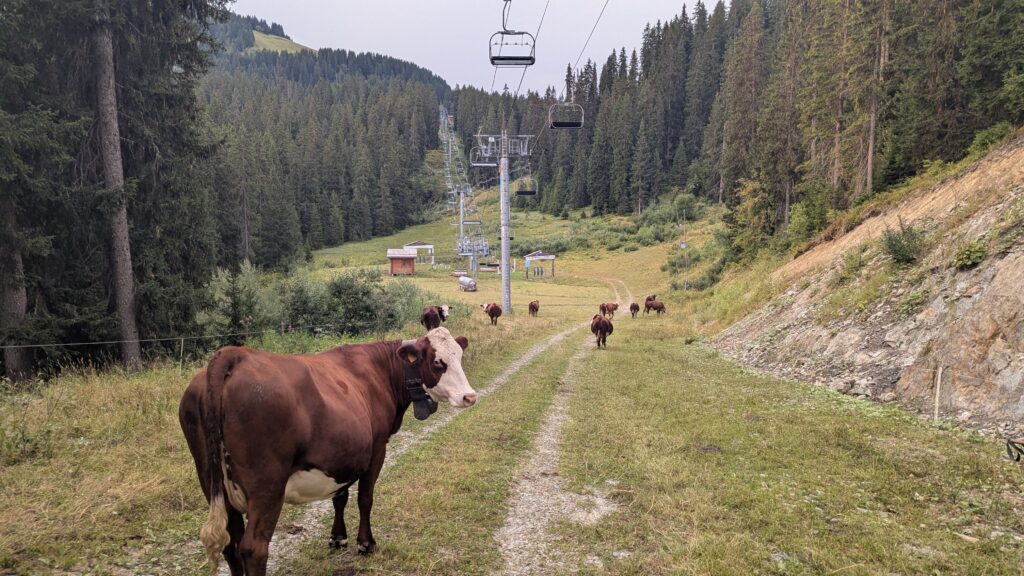 Rencontre avec des vaches sur le Tour du Beaufortain.