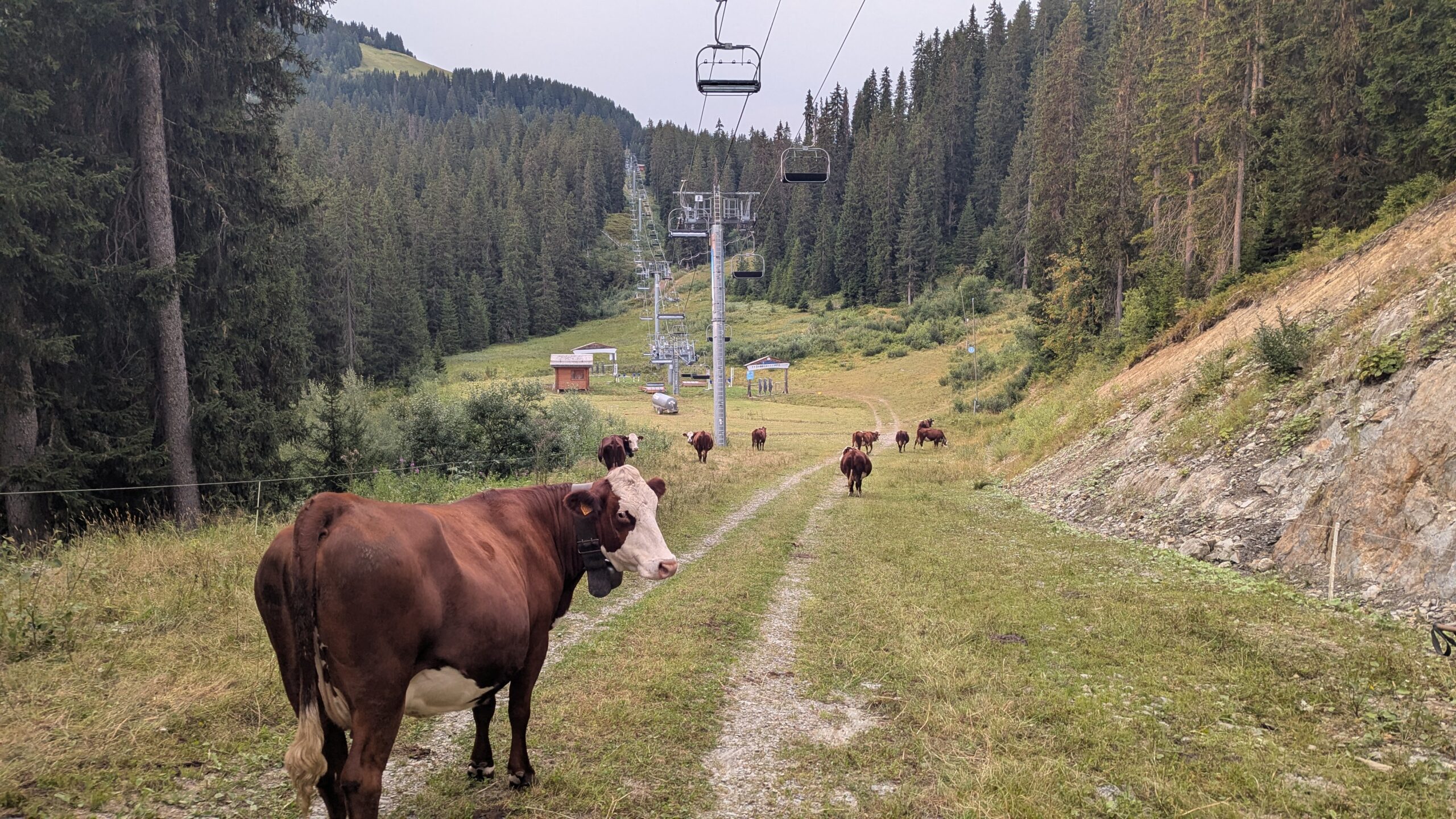 Rencontre avec des vaches sur le Tour du Beaufortain.
